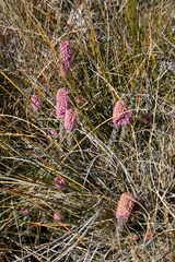 Erica alopecurus