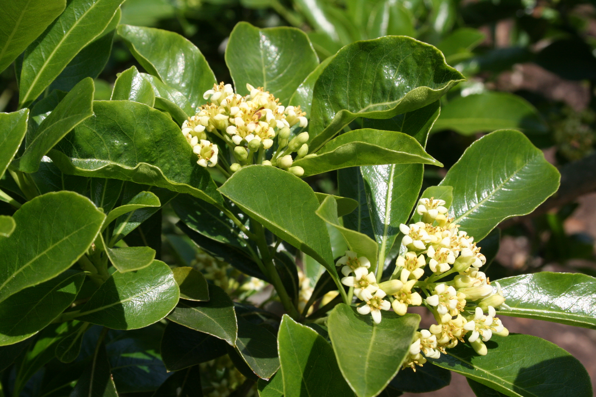 Pittosporum viridiflorum