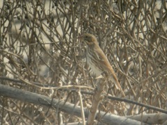 Passerculus sandwichensis rostratus