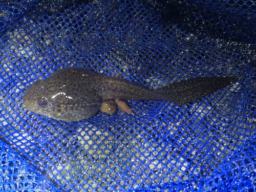 ウシガエル observed by e2gb
