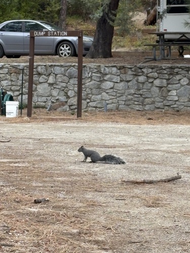 Western Gray Squirrel observed by wilddesserts