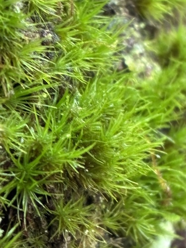 Dicranum viride observed 2026-10-14