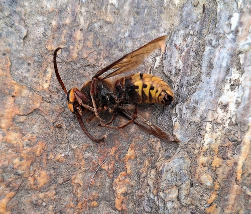 European Hornet