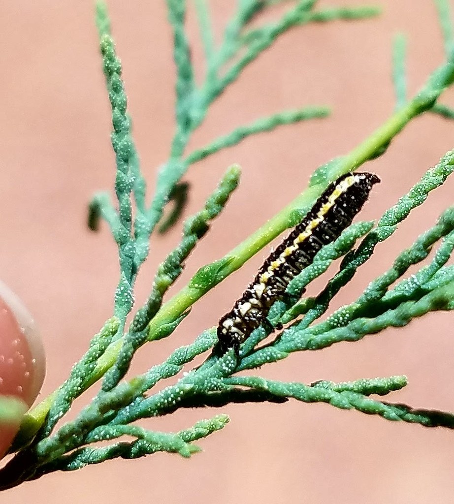 Northern Tamarisk Beetle