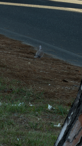 Eurasian Collared-Dove