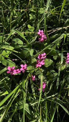 pink-sorrel
