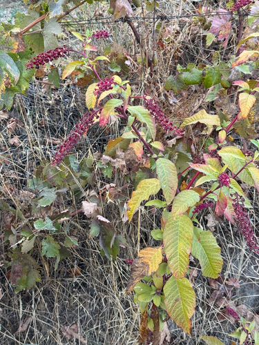 American pokeweed