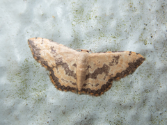 Idaea phaeocrossa
