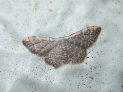 Idaea costiguttata