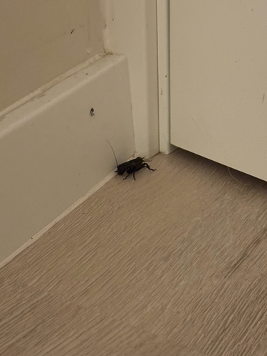 European Field Cricket
