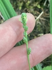 Carex sparganioides