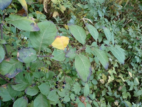 Deadly Nightshade