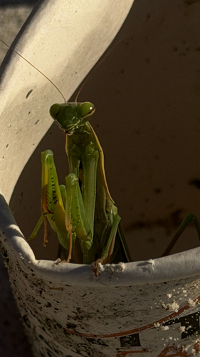 European Mantis