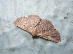 Cerynea punctilinealis