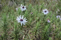 Berkheya draco