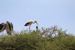 Mycteria ibis