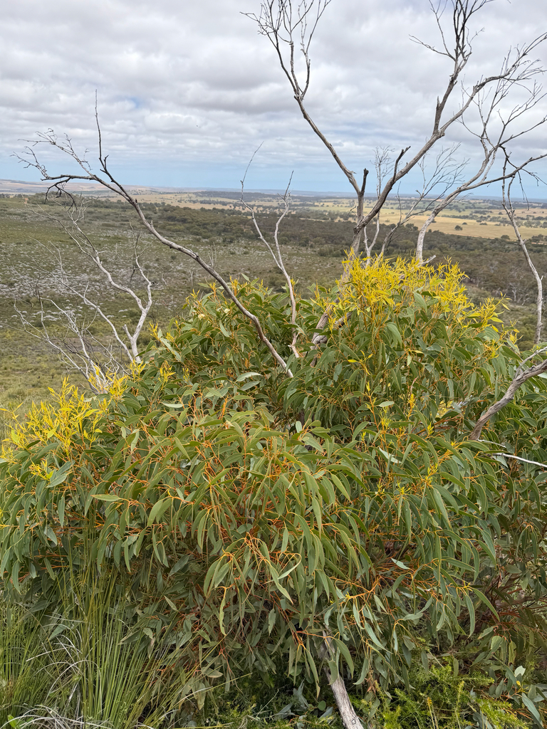 Eucalyptus × angularis