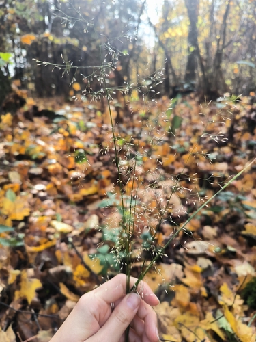 Poa palustris, 2026-10-17
