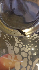 Elaphidion mucronatum