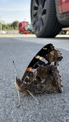 Indian Red Admiral
