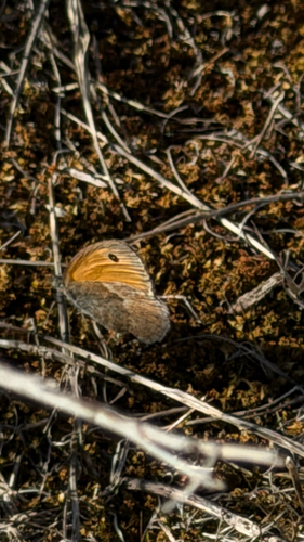 Small Heath