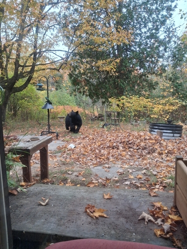 Black Bear sighting near Bruce