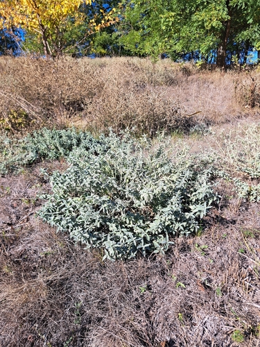 Marrubium peregrinum observed 2026-10-17