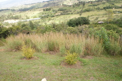 Andropogon lehmannii