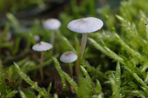 Collybia cirrhata, 2026-10-16