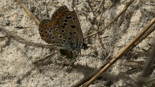 Common Blue