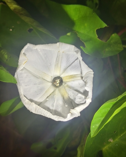 Ipomoea violacea observed 2026-10-15