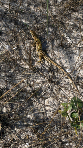 Italian Wall Lizard