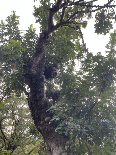 carob tree
