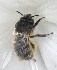 Anthophora villosula