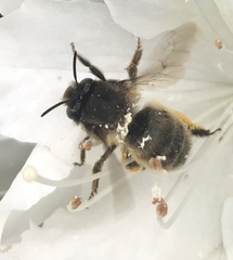 Anthophora villosula