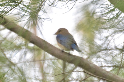 Cyanoptila cyanomelana observed 2026-10-16