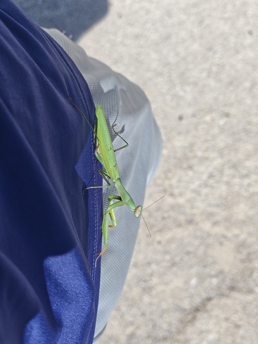 European Mantis