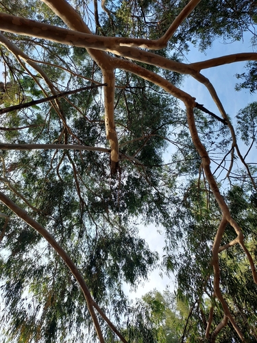 Corymbia citriodora observed 2026-10-17
