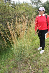 Andropogon lehmannii