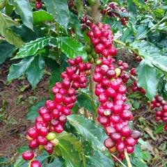 Coffea arabica