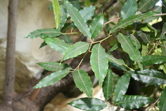 Prunus africana