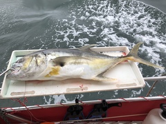 Caranx caninus
