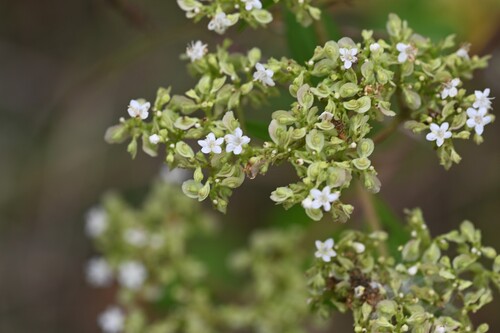 Patrinia villosa observed 2026-10-17