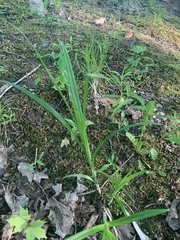 Carex sparganioides