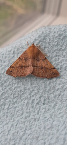 Feathered Thorn