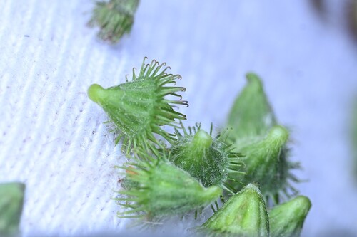 Agrimonia pilosa observed 2026-10-17