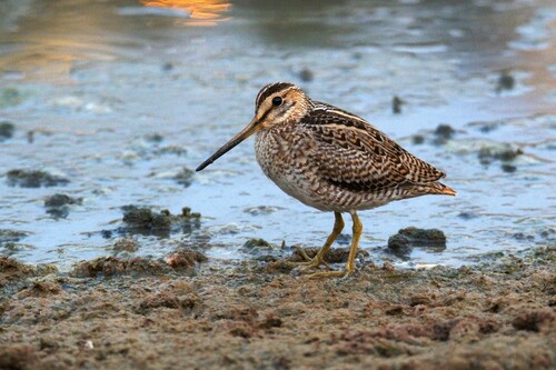 Gallinago stenura observed 2026-10-16