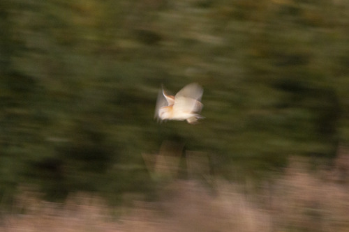 Western Barn Owl observed by ajones164
