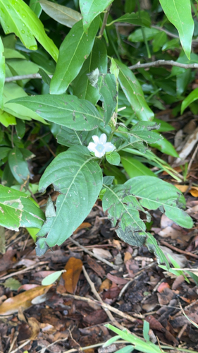 Ruellia blechum observed 2026-10-17