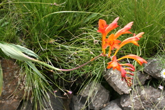 Crocosmia pearsei